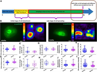 Cooperation between myofibril growth and costamere maturation in human cardiomyocytes